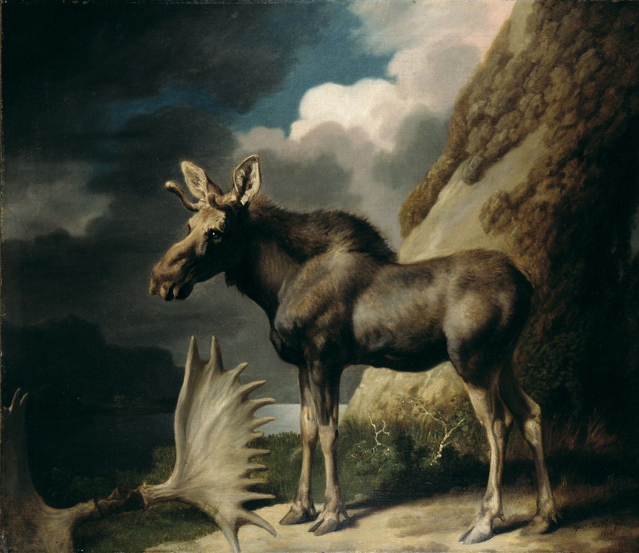 Elg, 1770 af George Stubbs