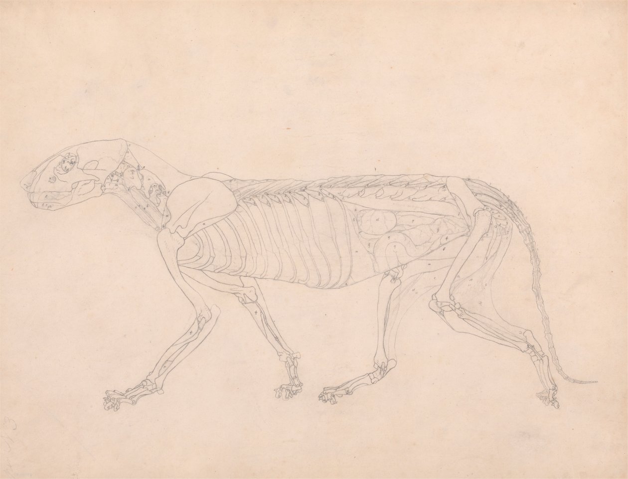 Tigerkrop, set fra siden af George Stubbs