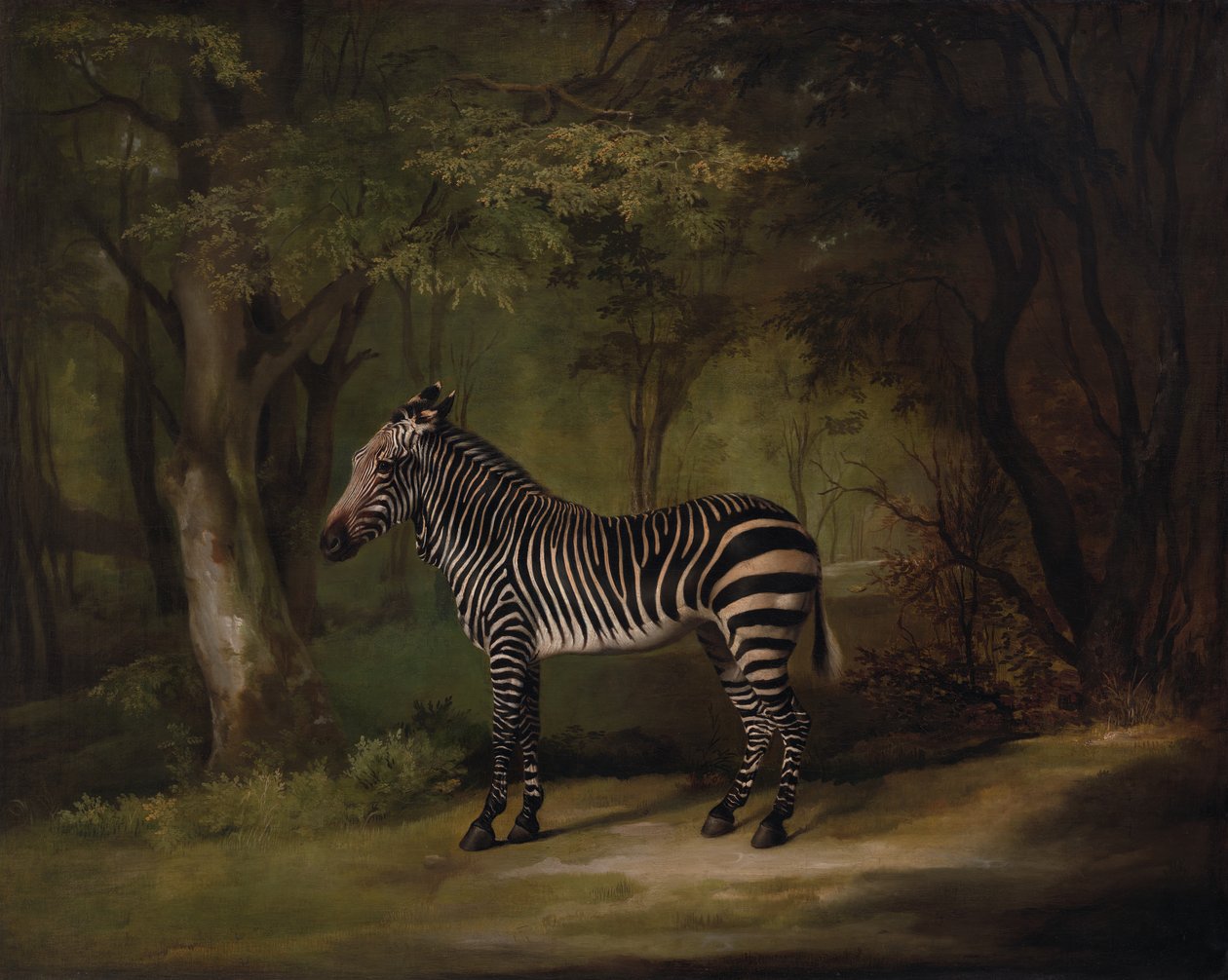 Zebra, udstillet 1763. af George Stubbs