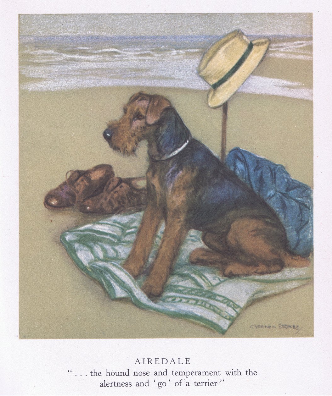 Airedale (farvelitografi) af George Vernon Stokes