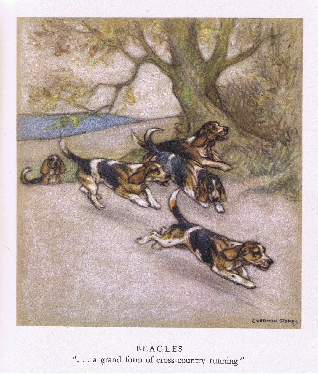 Beagles (farvelitografi) af George Vernon Stokes
