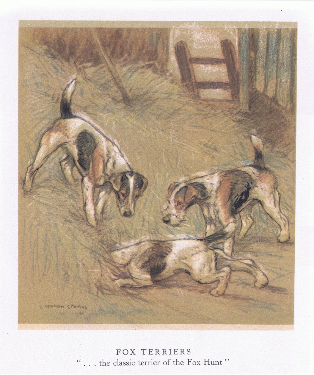 Fox terrier (farvelitografi) af George Vernon Stokes