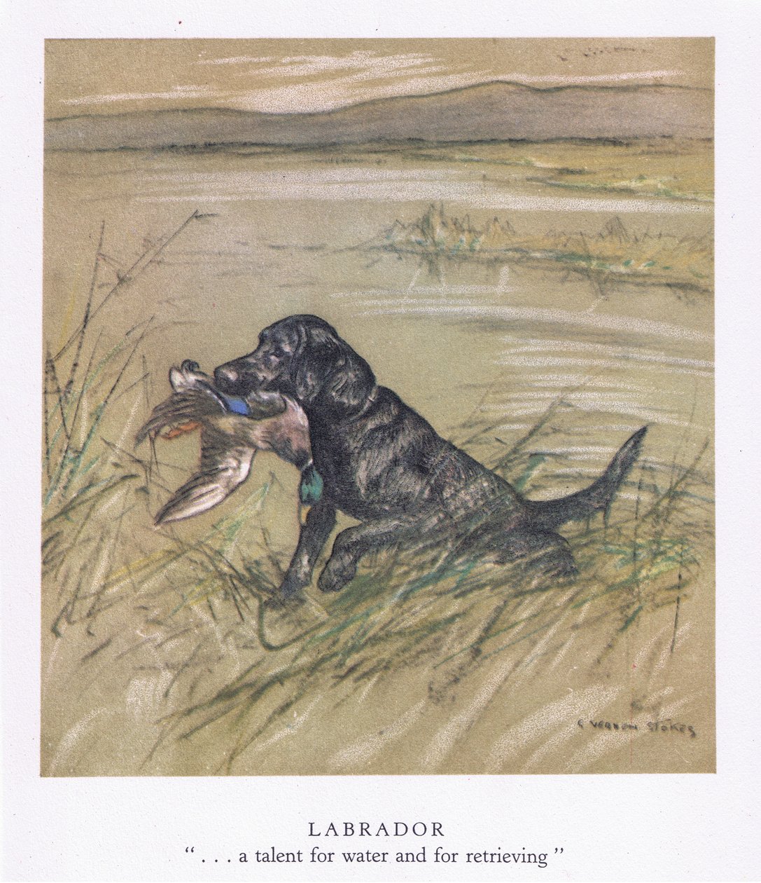Labrador (farvelitografi) af George Vernon Stokes