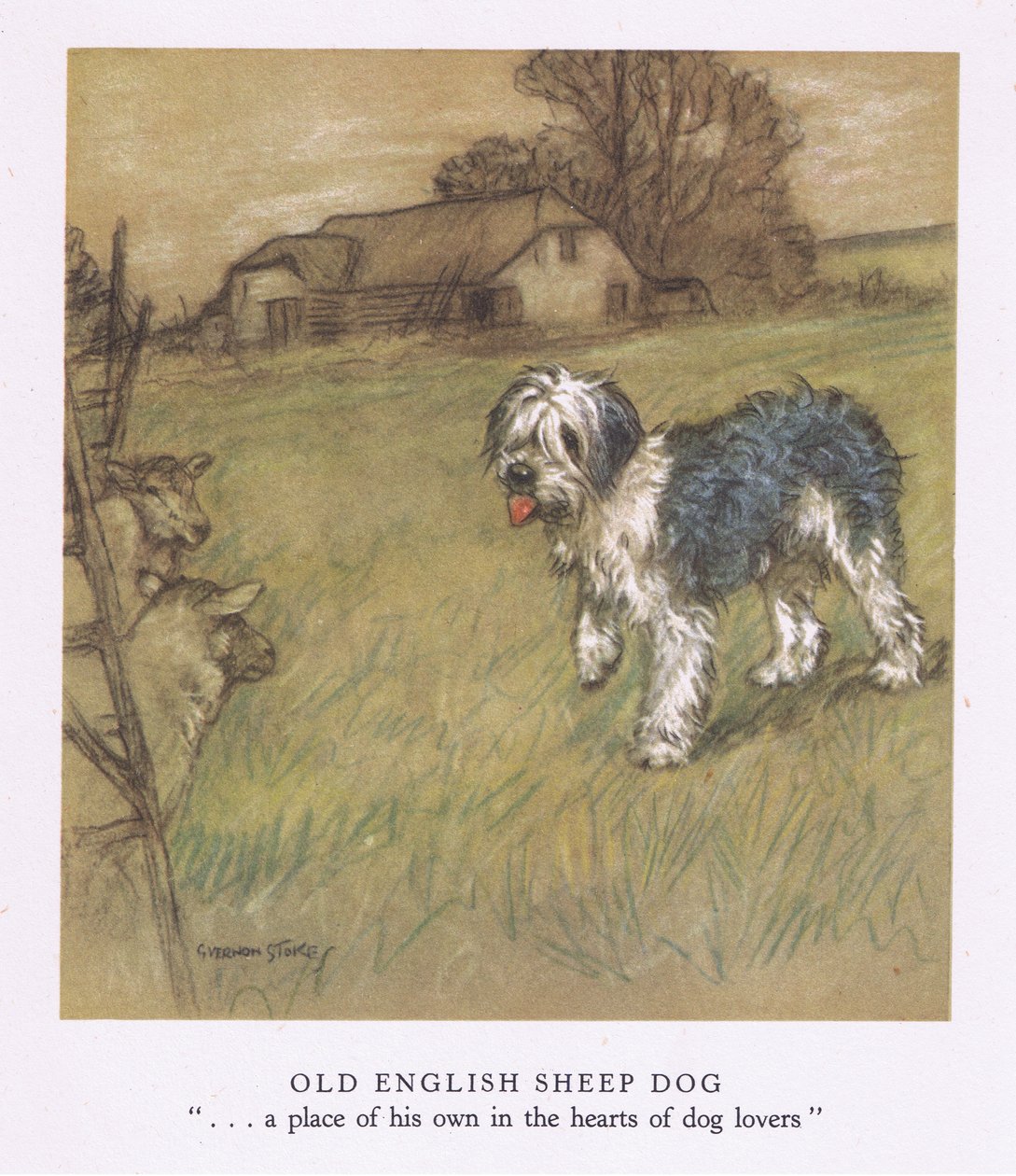 Old English Sheepdog (farvelitografi) af George Vernon Stokes