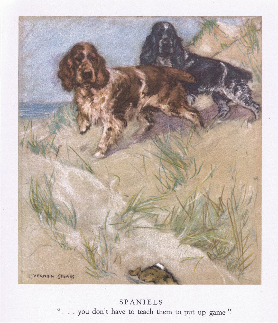 Spaniels (farvelitografi) af George Vernon Stokes