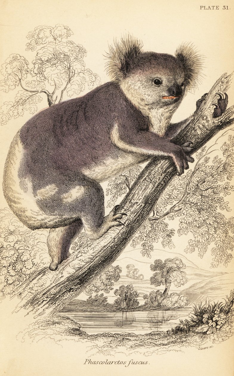 Koala, Phascolarctos cinereus., 1841 (gravering) af Georges Robert Waterhouse