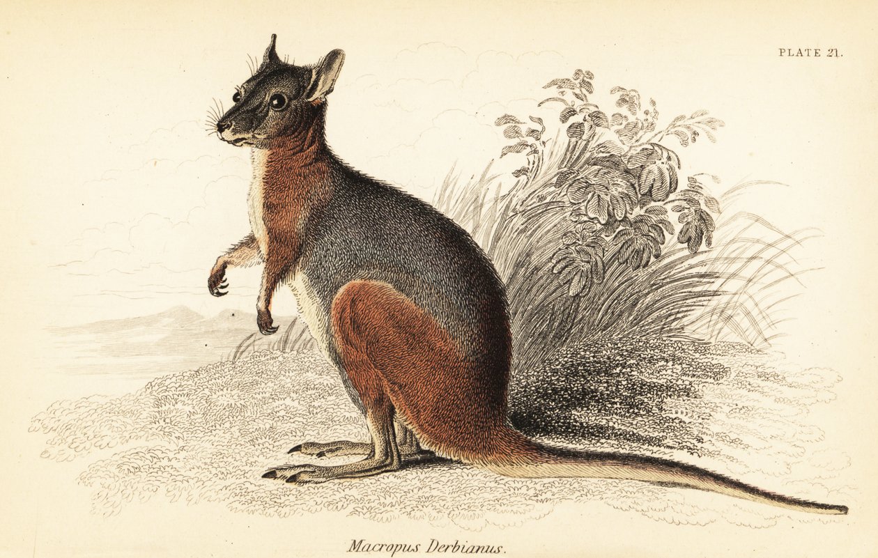 Tammar wallaby, Macropus eugenii., 1841 (gravering) af Georges Robert Waterhouse