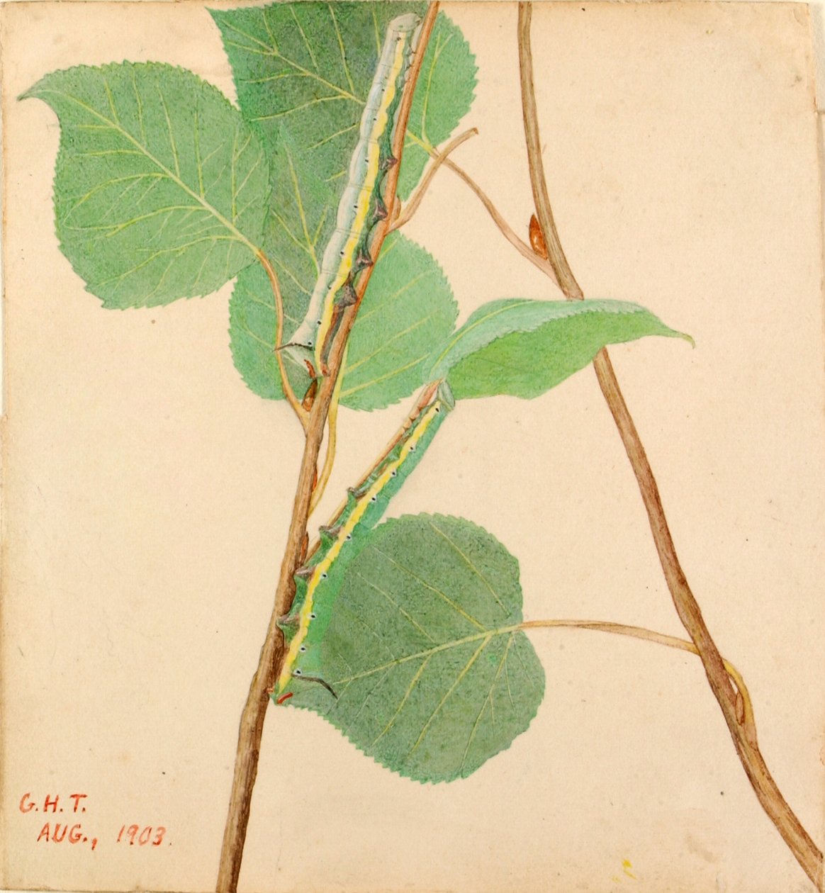 Mirror-Back Caterpillar..., begyndelsen af det 20. århundrede. af Gerald H. Thayer