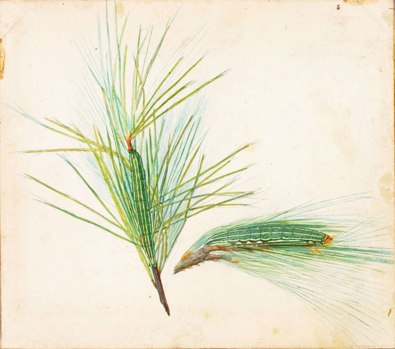 Pine-Tuft Caterpillar..., begyndelsen af det 20. århundrede. af Gerald H. Thayer