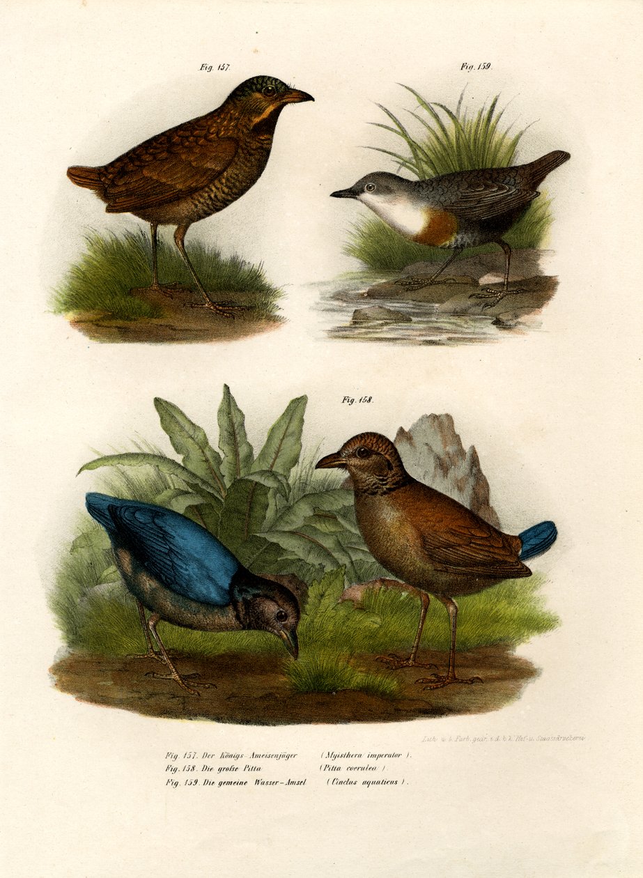 Antpitta, 1864 af German School