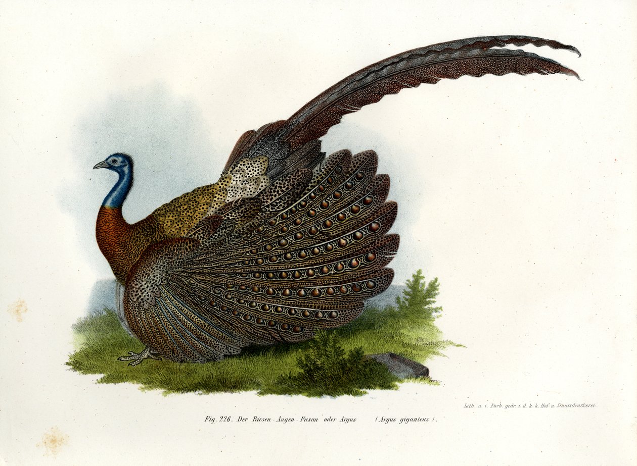 Argus Fasan, 1864 af German School