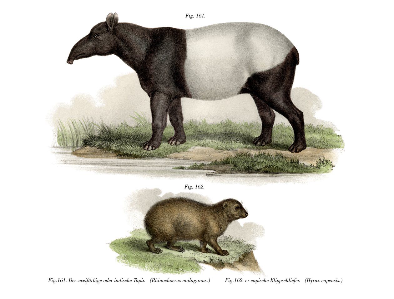 Asiatisk Tapir, 1860 af German School