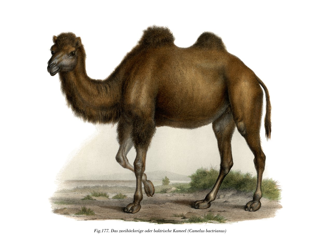Bactrian Camel, 1860 af German School