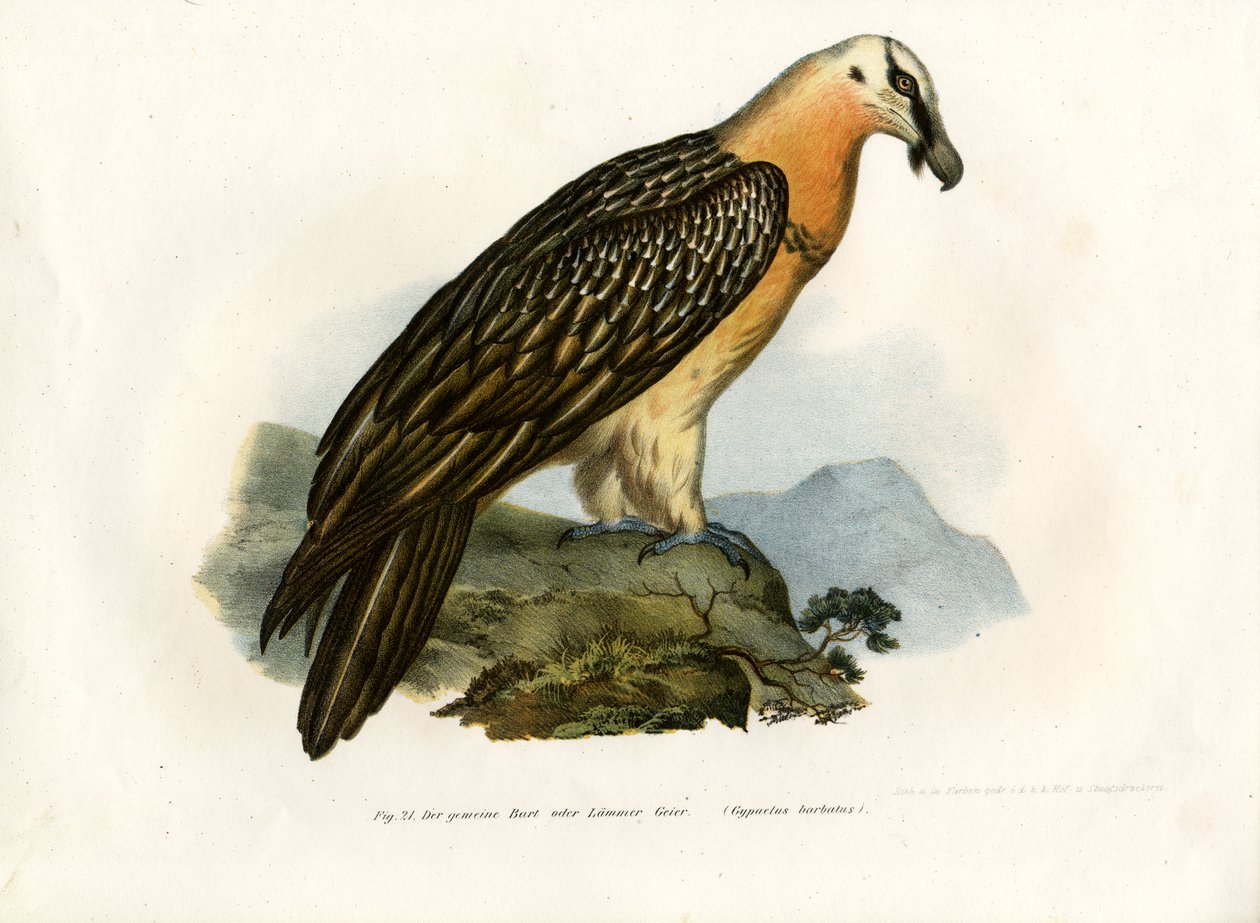Skæggrib, 1864 af German School