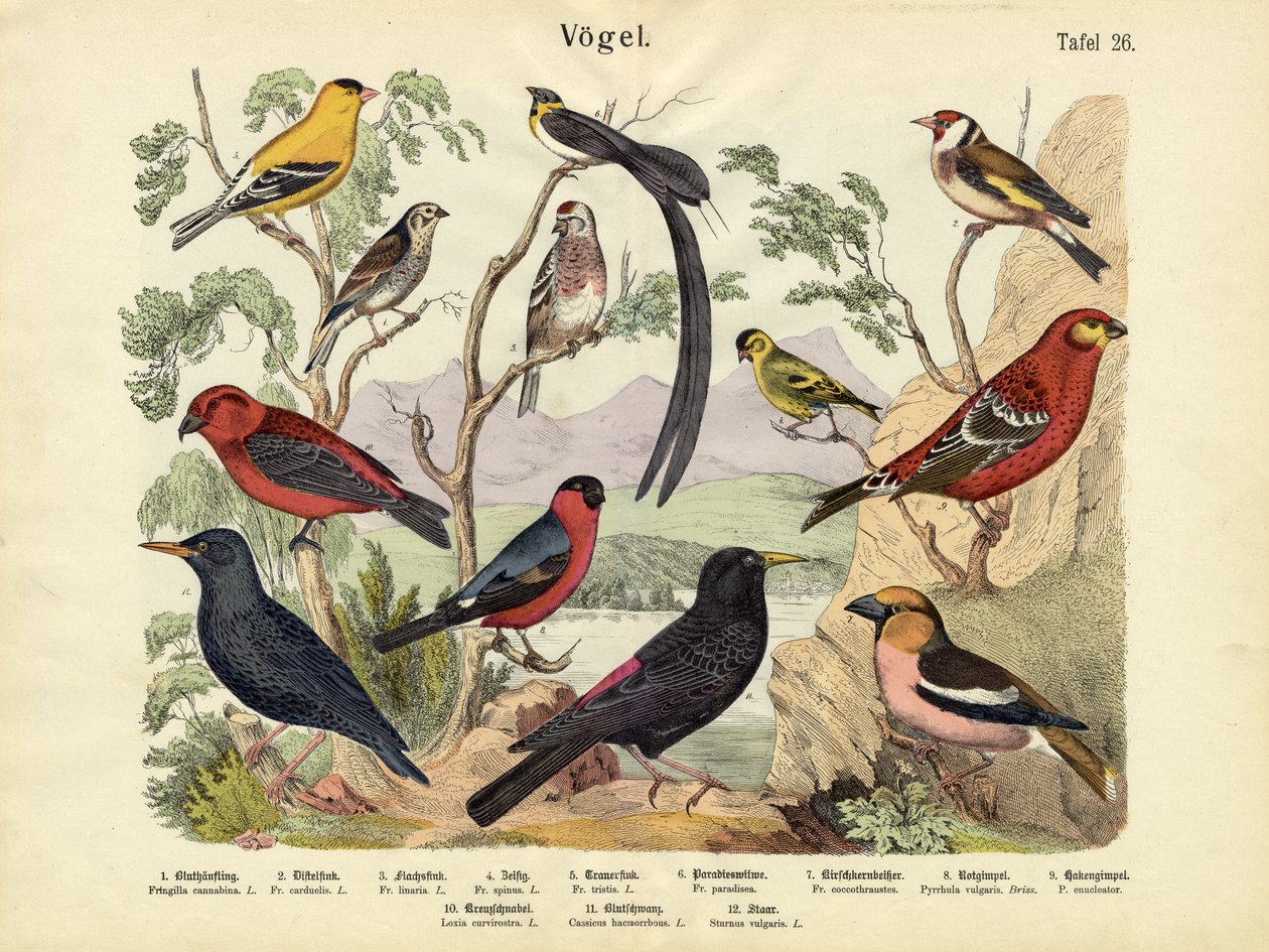 Fugle, ca. 1860 af German School