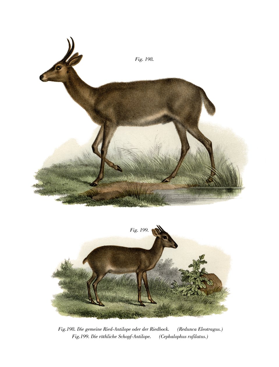 Bohor Reedbuck, 1860 af German School