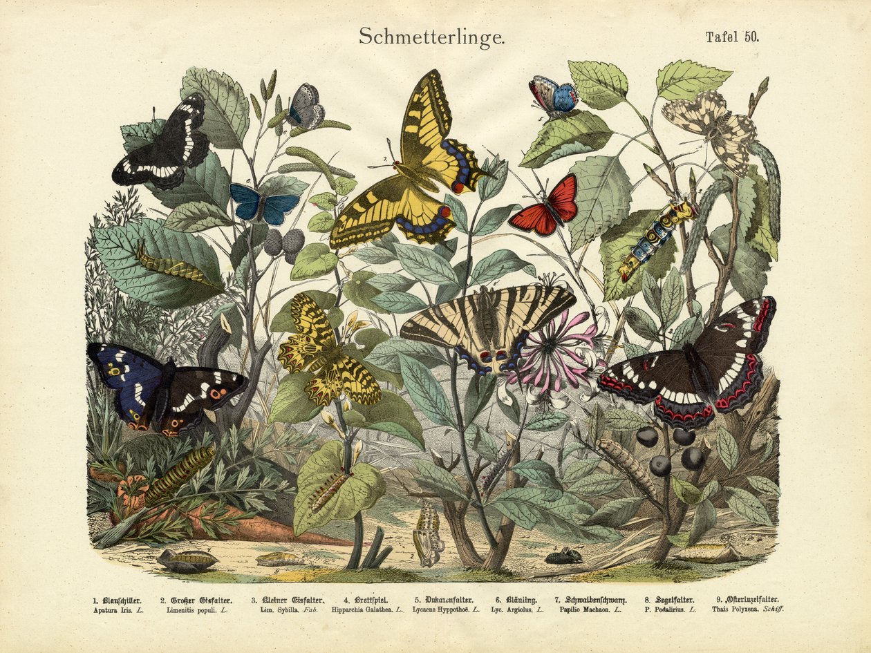 Sommerfugle, ca. 1860 af German School