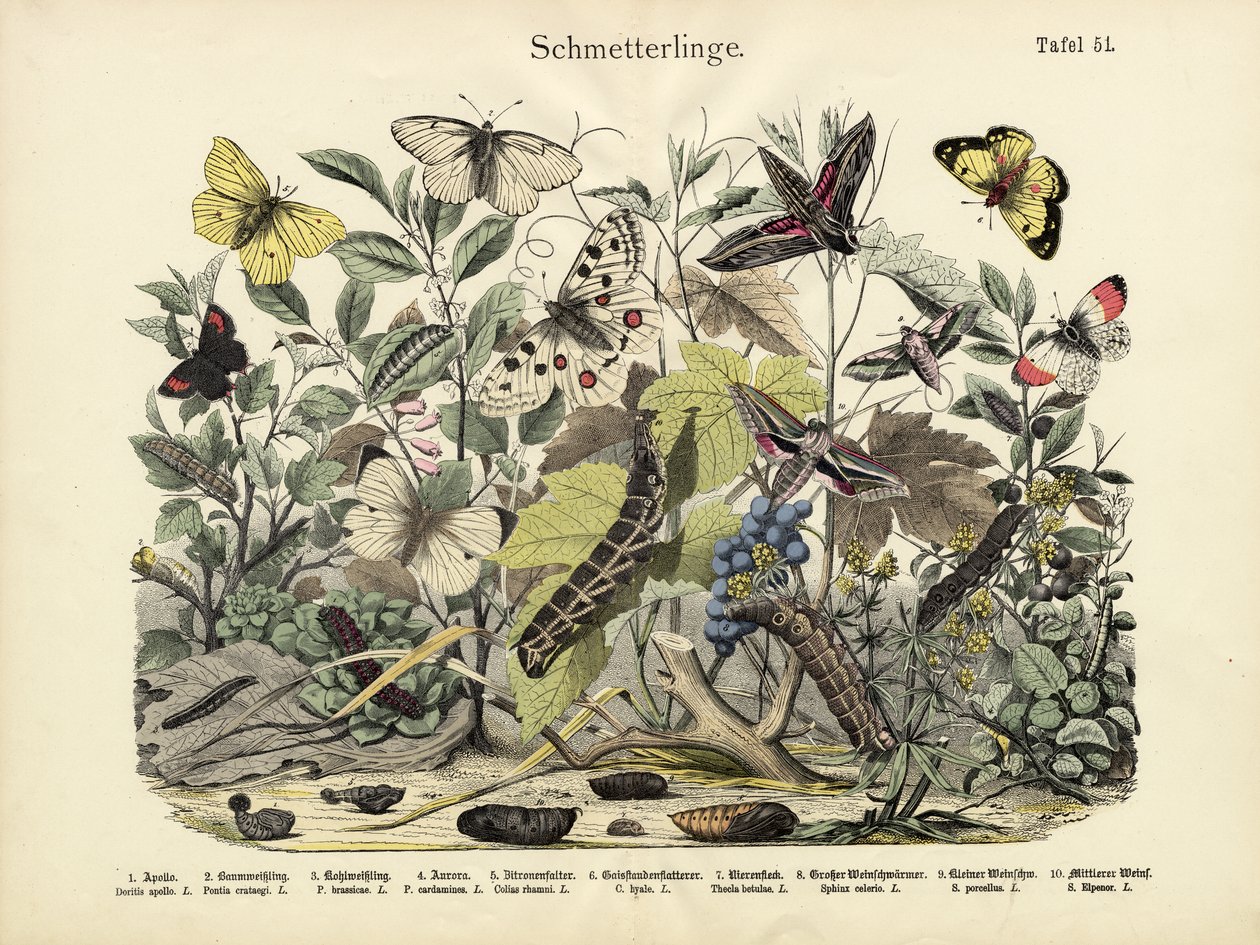 Sommerfugle, ca. 1860 af German School
