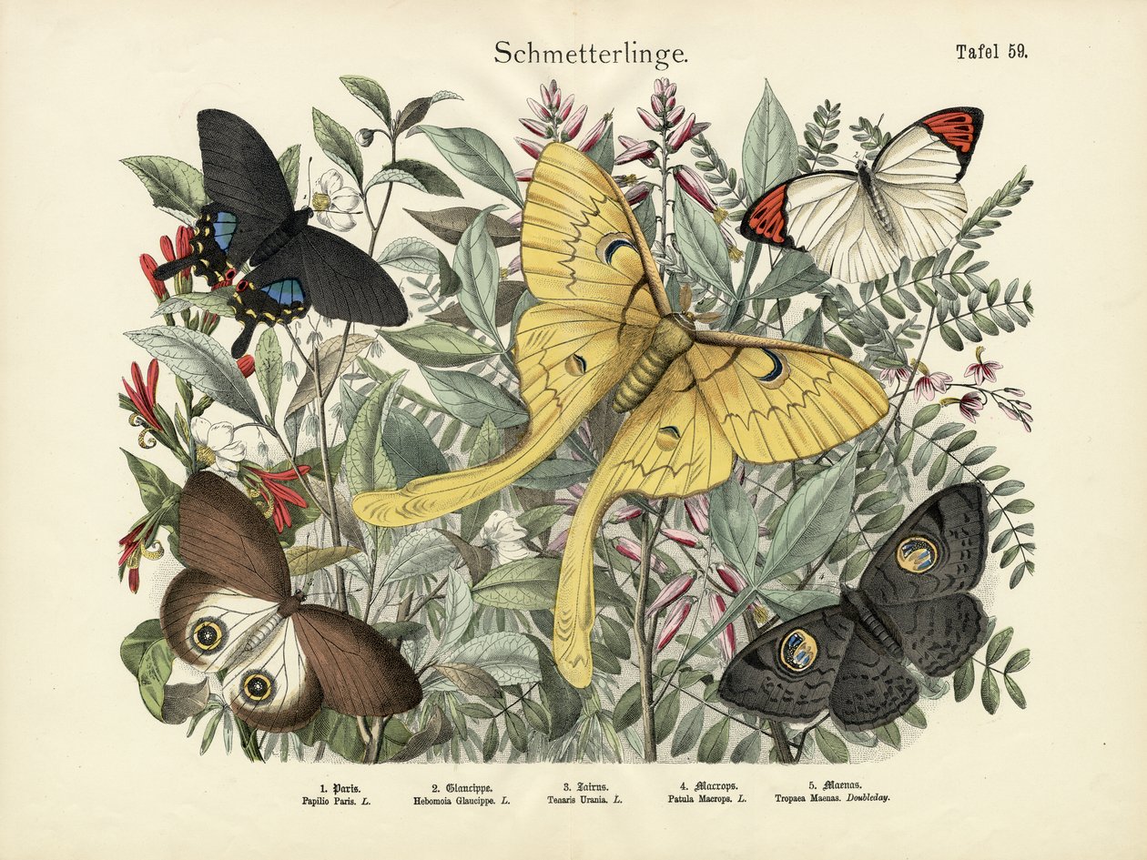 Sommerfugle, ca. 1860 af German School