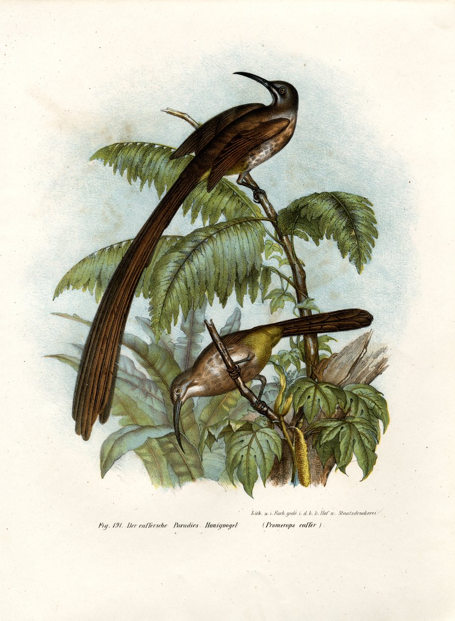 Cape Sugarbird, 1864 af German School