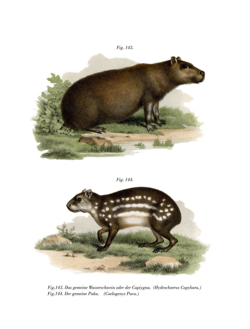 Capybara, 1860 af German School