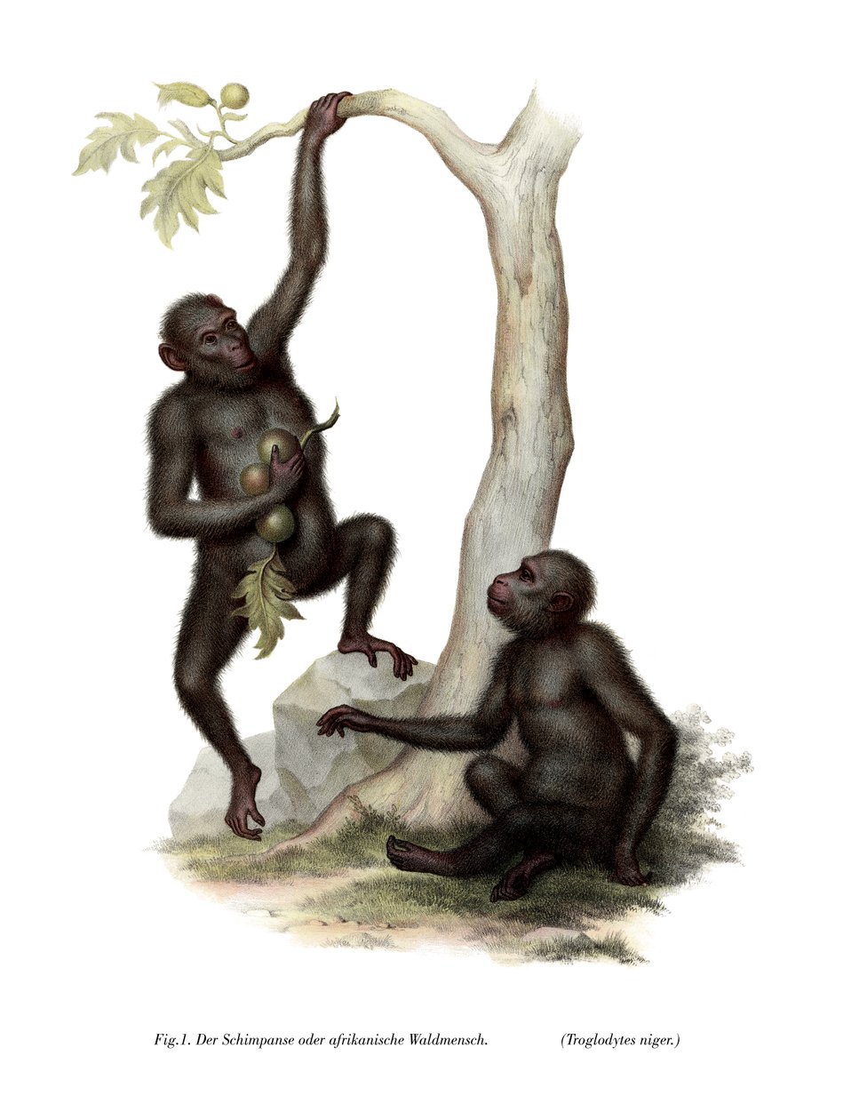 Chimpanse, 1860 af German School