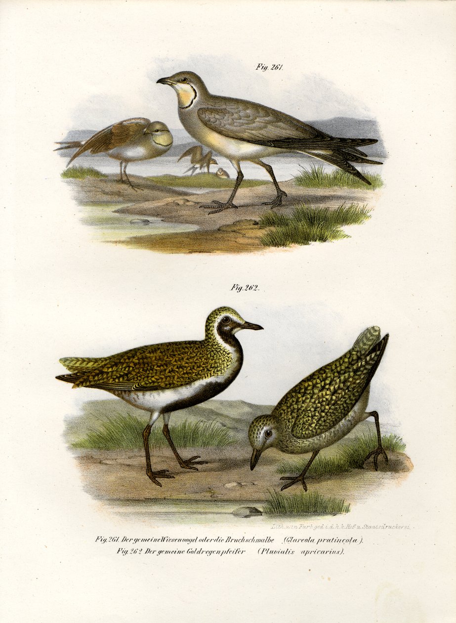 Collared Pratincole, 1864 af German School