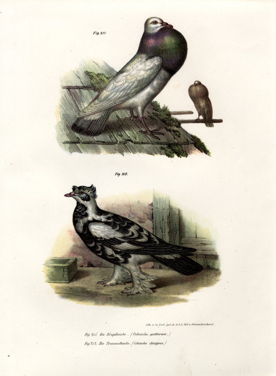 Engelsk Kropper, 1864 af German School