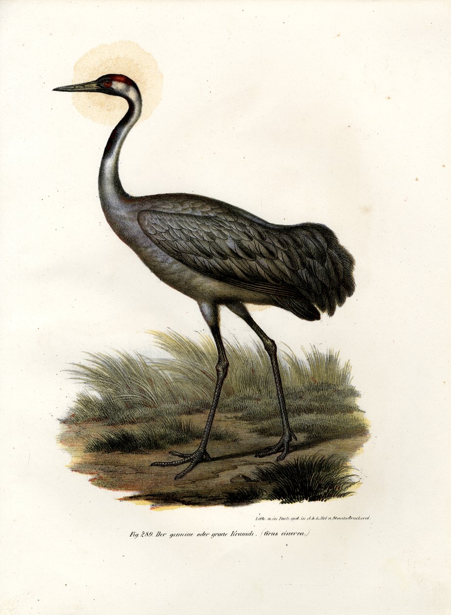Eurasisk trane, 1864 af German School