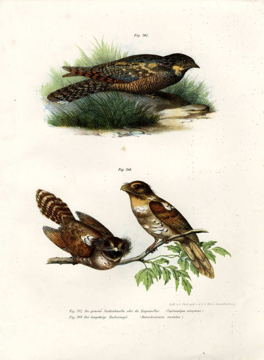 Eurasian Nightjar, 1864 af German School