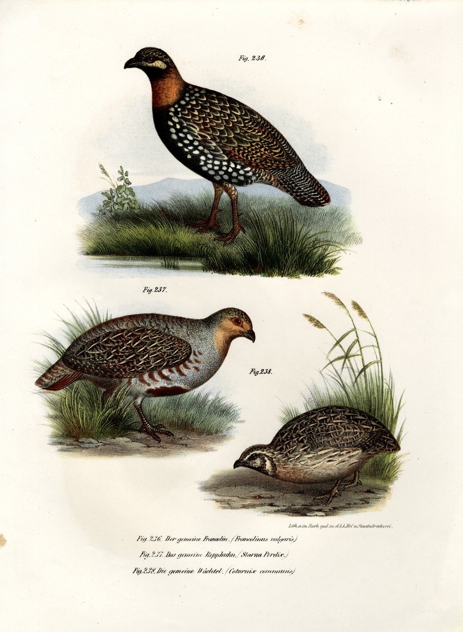 Europæisk Francolin, 1864 af German School