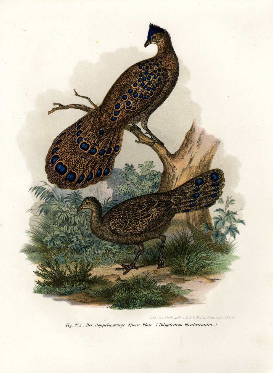 Grå påfugl-fasan, 1864 af German School