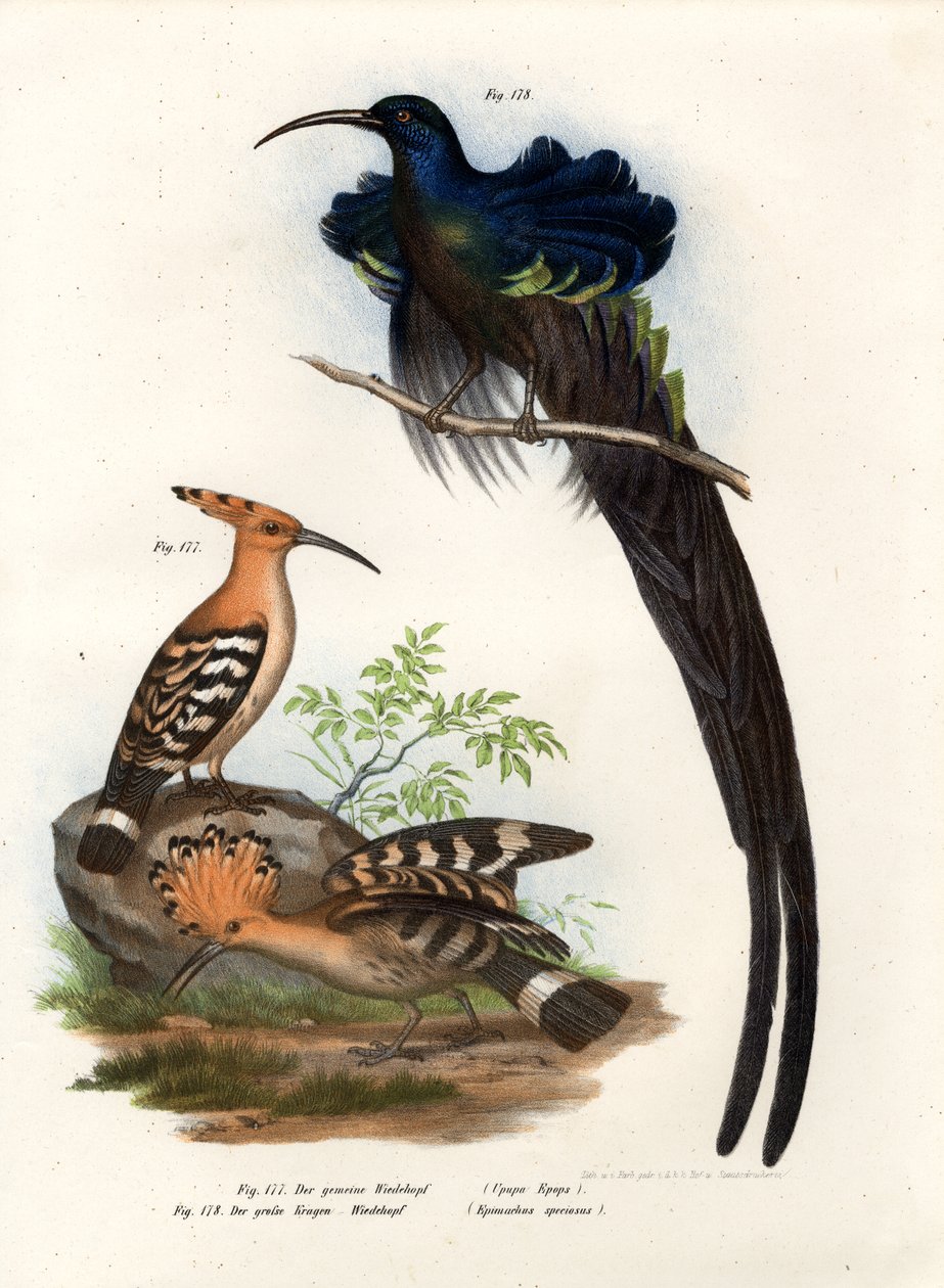 Hoopoe, 1864 af German School