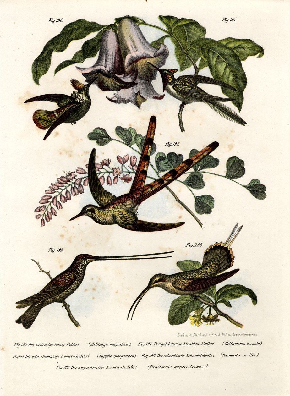 Hummingbird, 1864 af German School