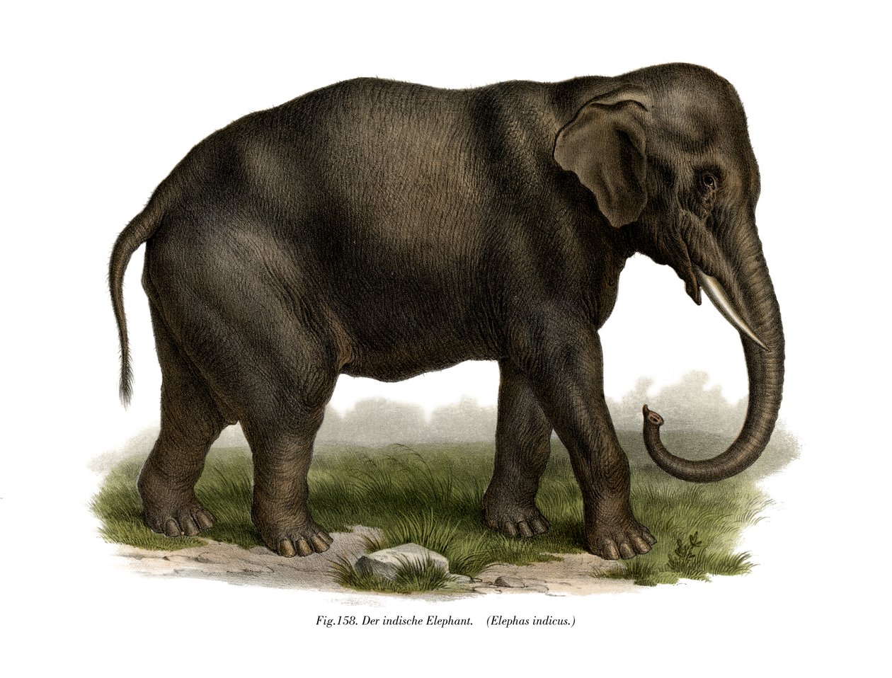 Indisk elefant, 1860 af German School