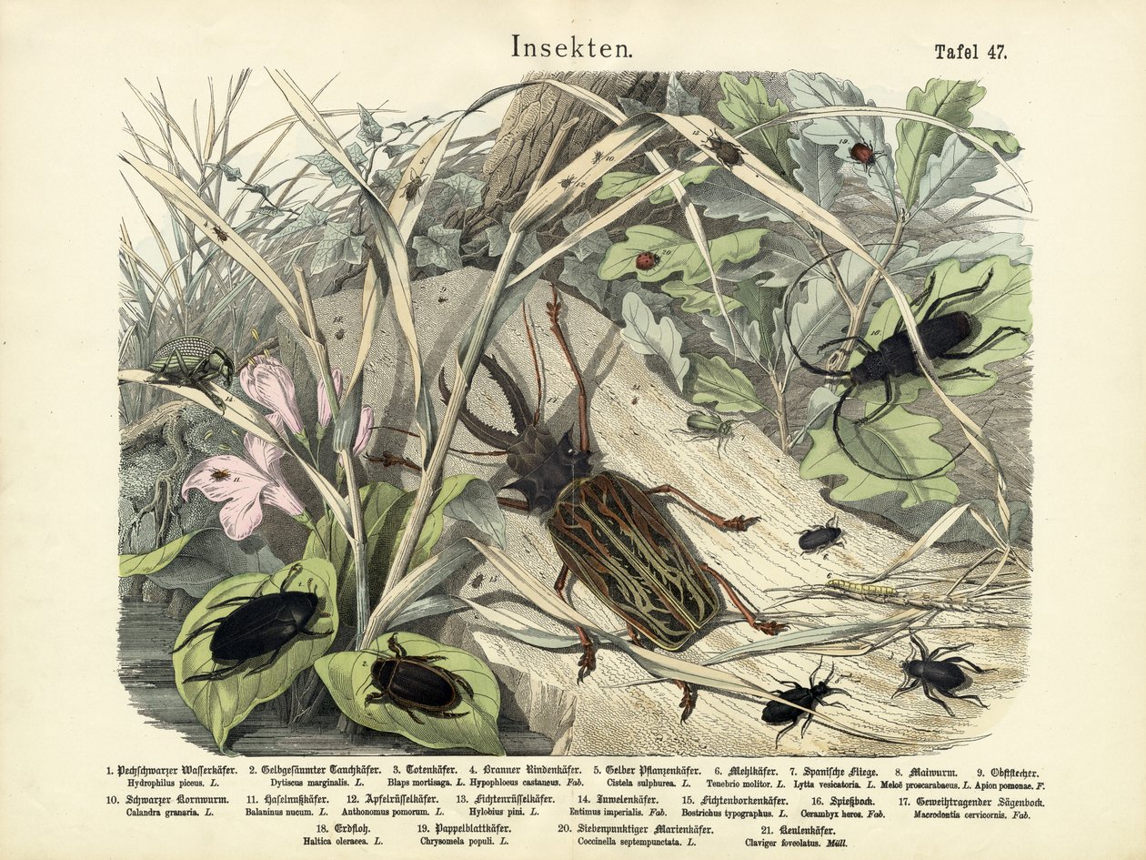 Insekter, ca. 1860 af German School