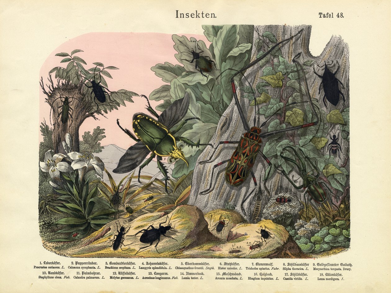 Insekter, ca. 1860 af German School