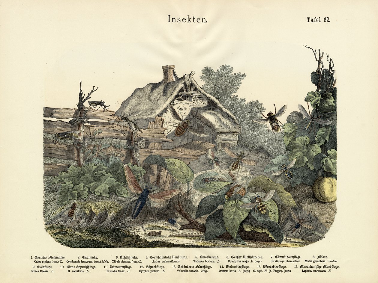 Insekter, ca. 1860 af German School