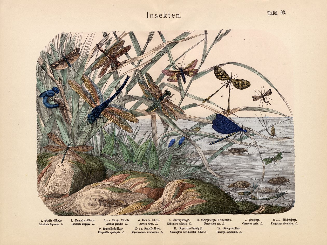 Insekter, ca. 1860 af German School