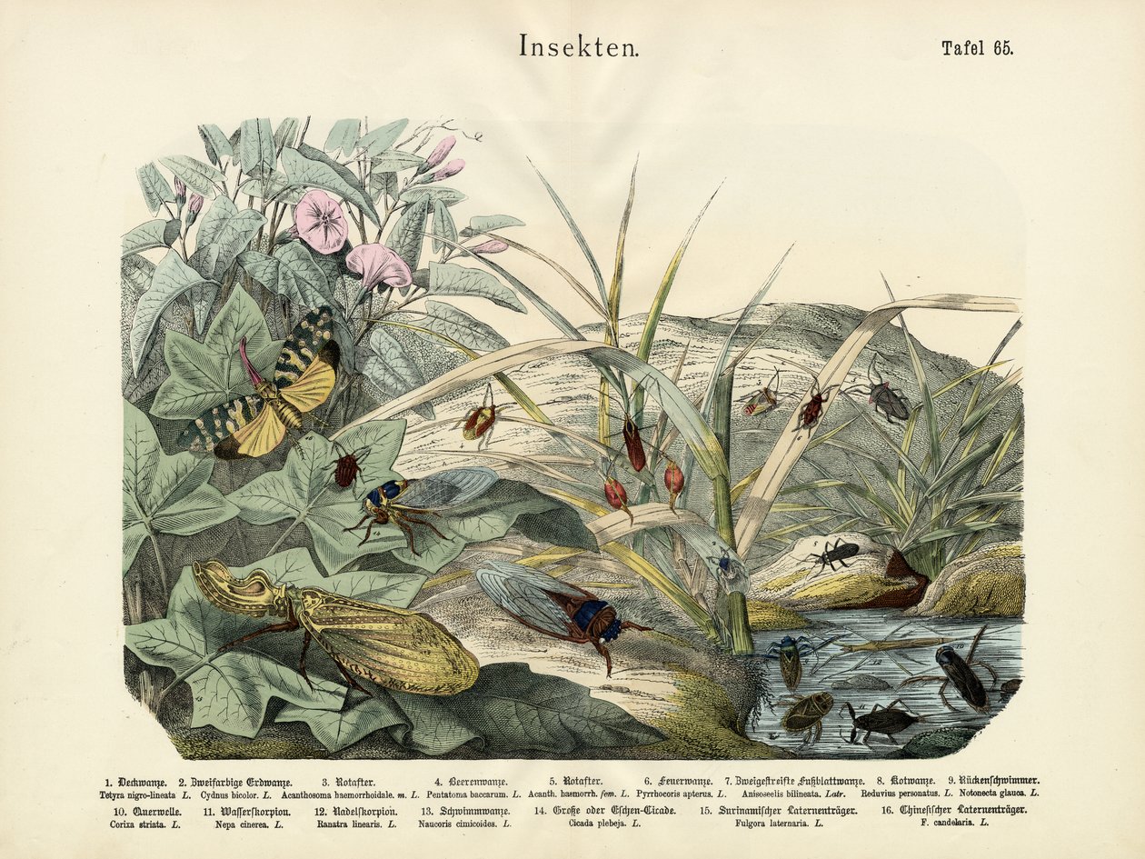 Insekter, ca. 1860 af German School