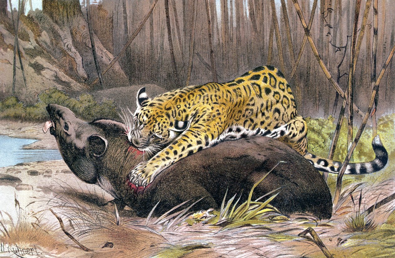 Jaguar, tallerken fra Brehm