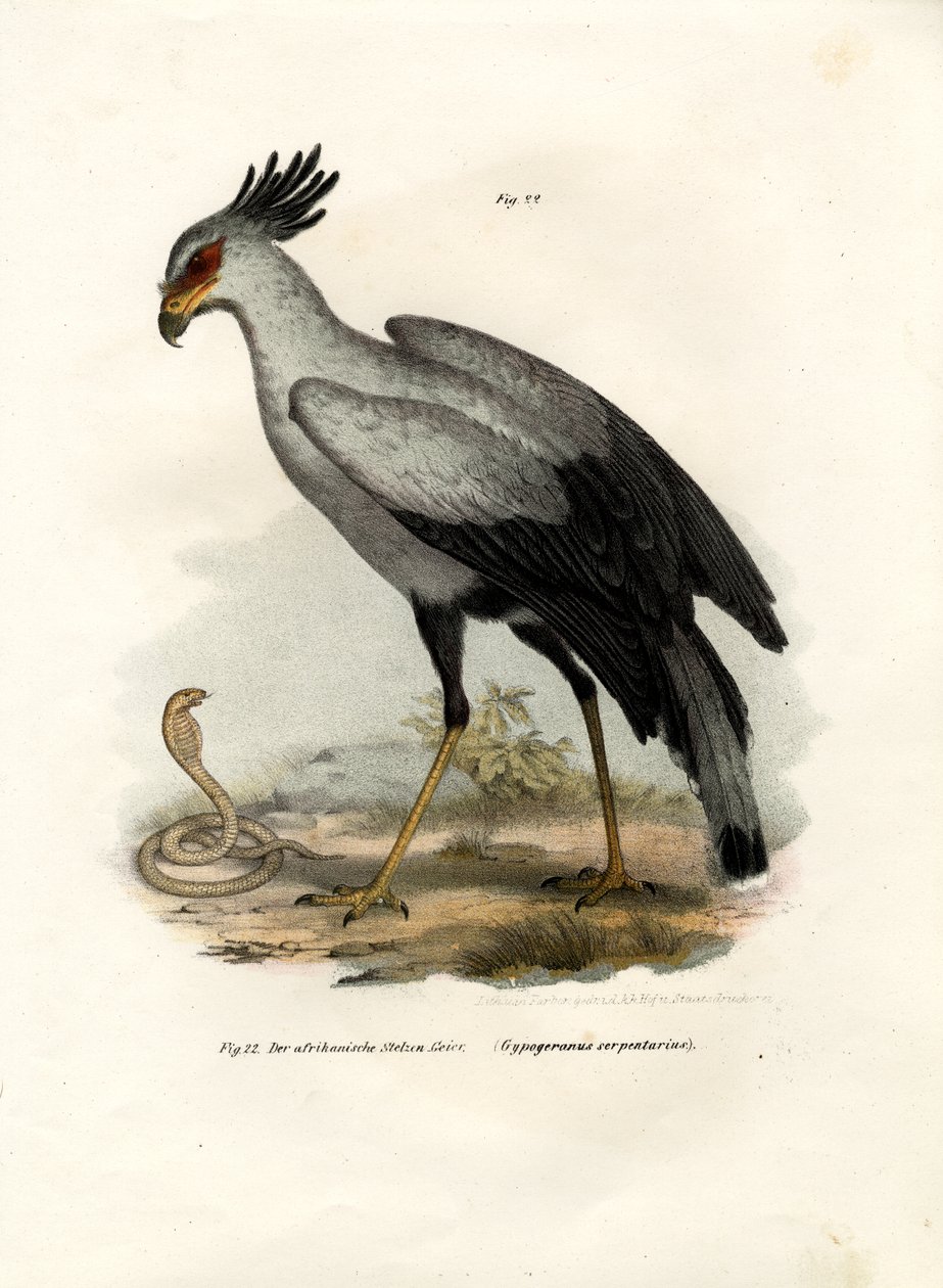 Langbenet Raptorial Fugl, 1864 af German School