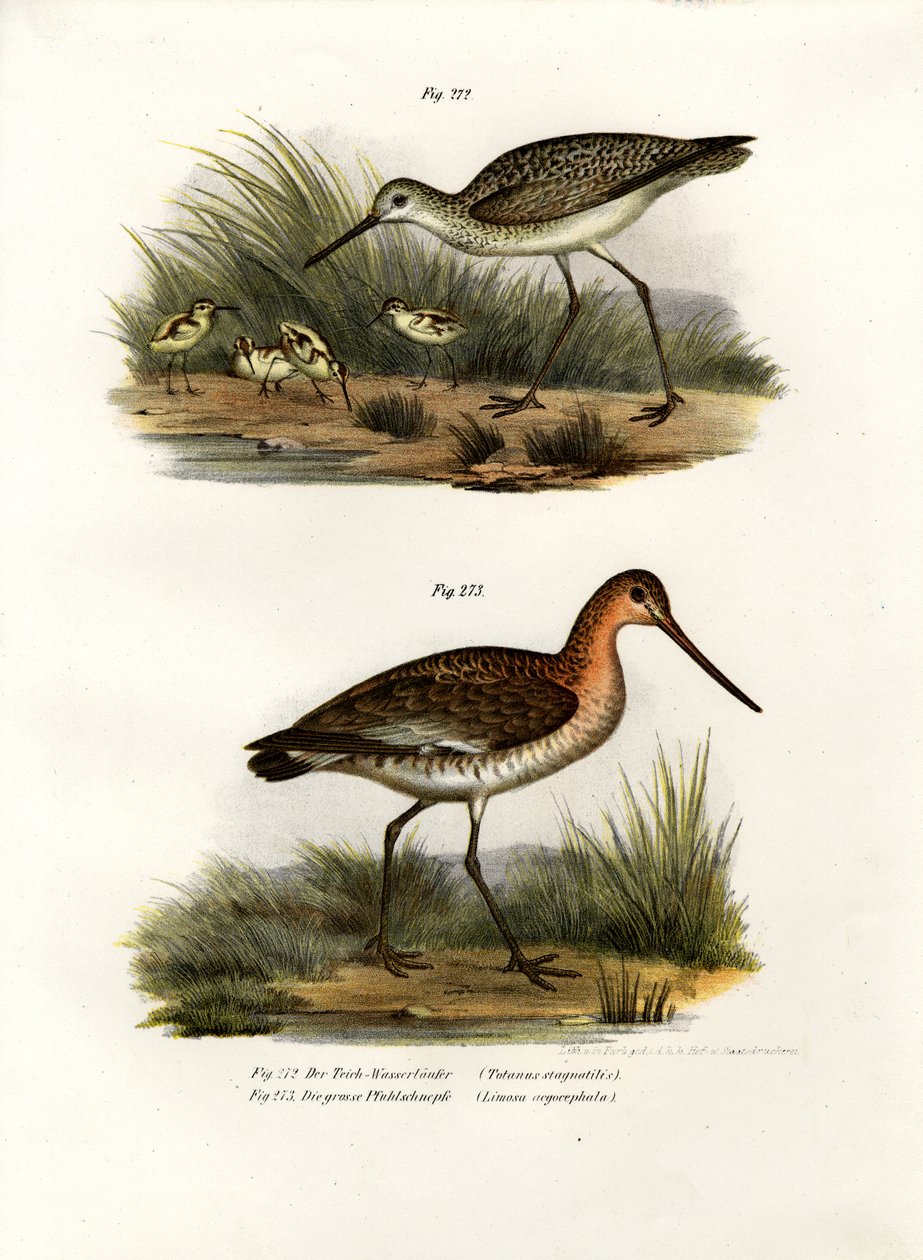 Marsh Sandpiper, 1864 af German School