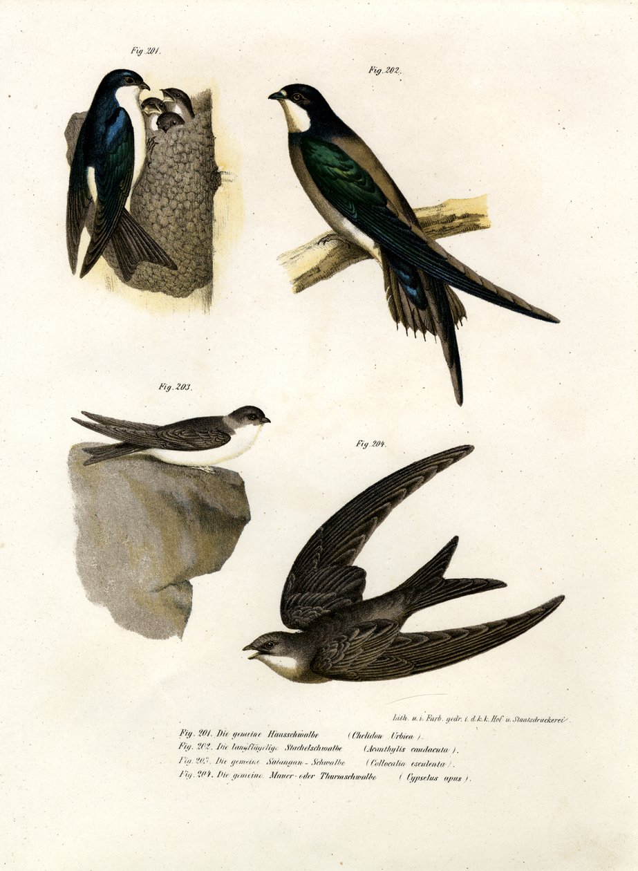 Martin, 1864 af German School