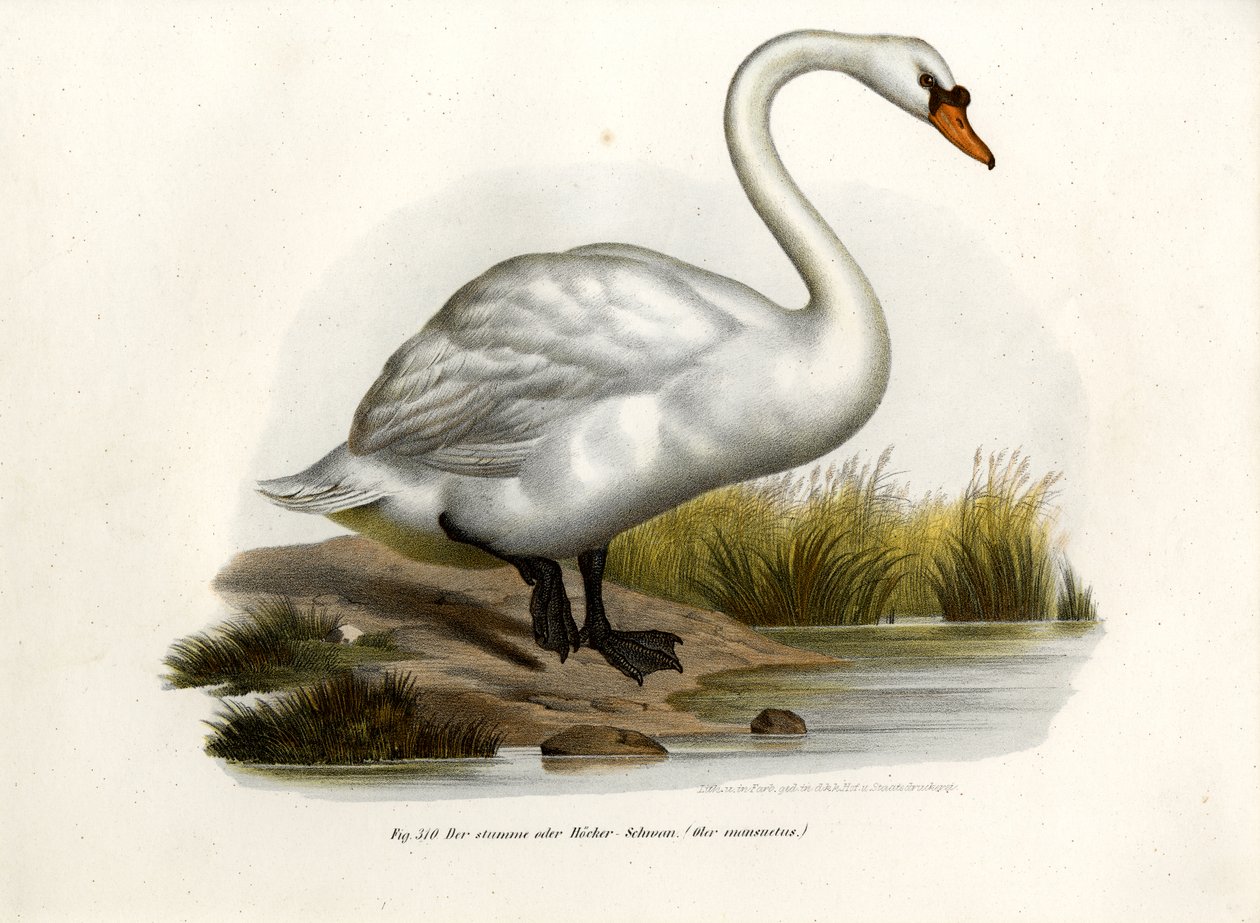 Stumsvane, 1864 af German School