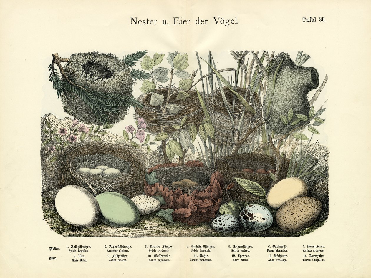 Reder og æg, c.1860 af German School