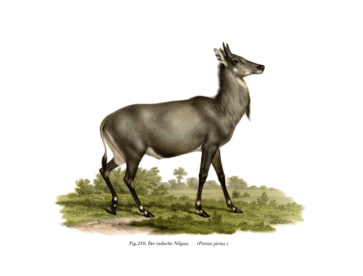 Nilgai, 1860 af German School