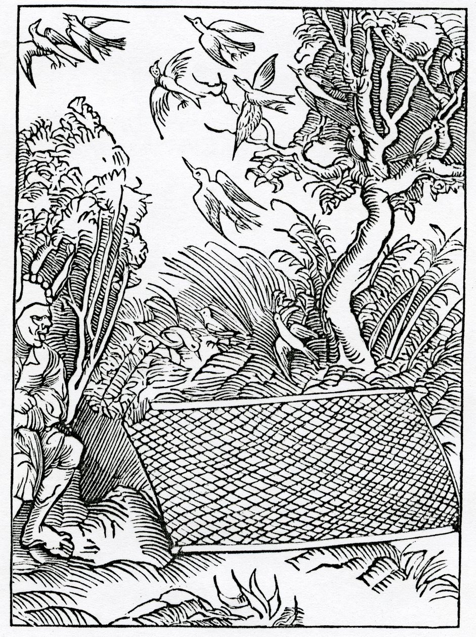 Af al åben rådgivning, illustration fra Alexander Barclays engelske oversættelse af 