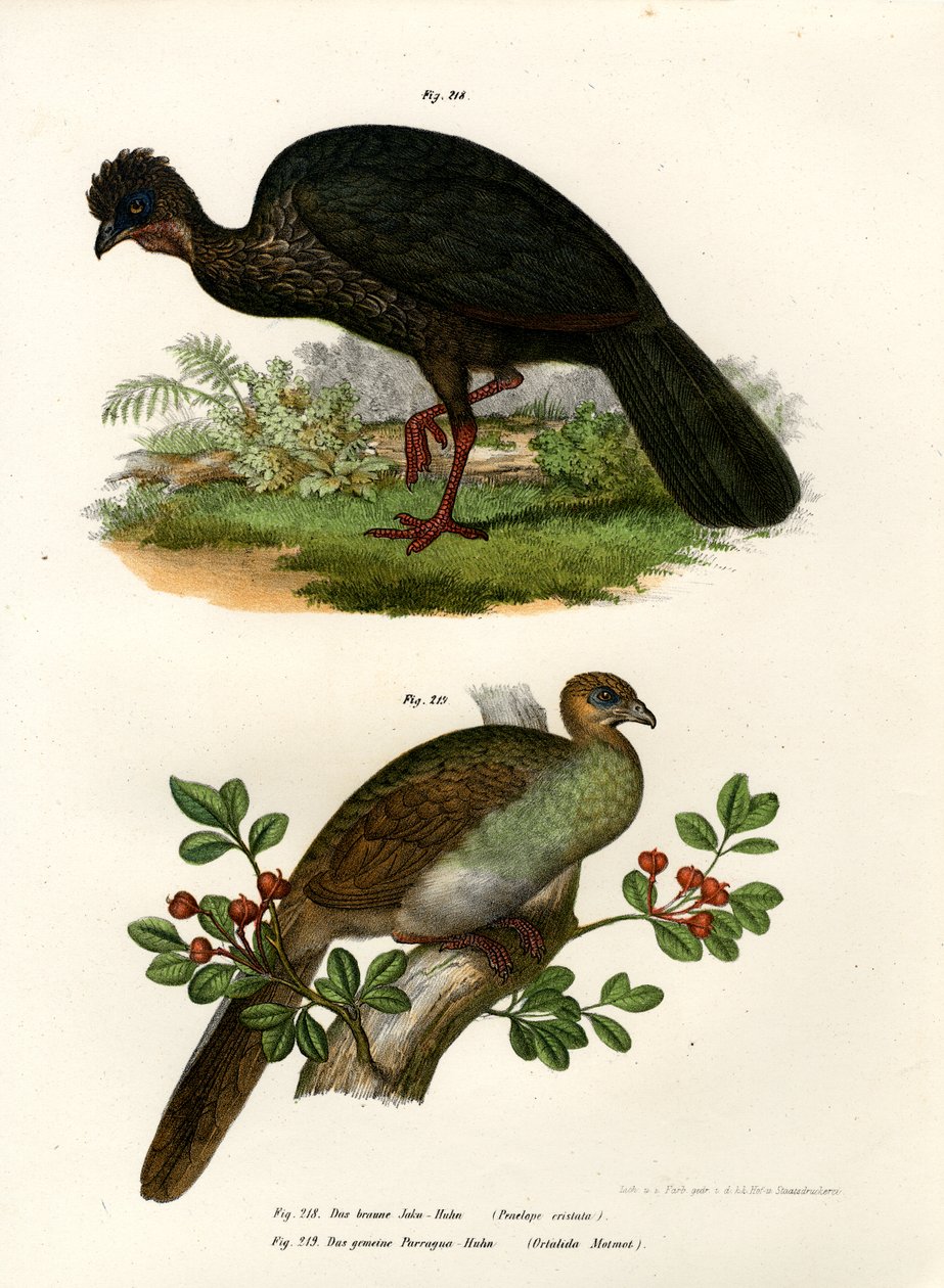 Purple Guan, 1864 af German School