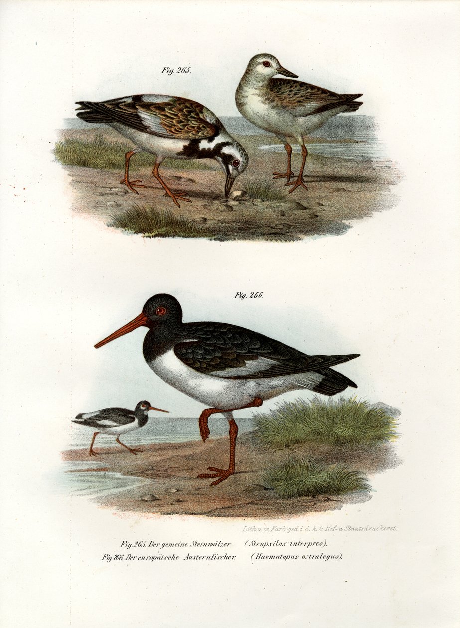 Ruddy Turnstone, 1864 af German School